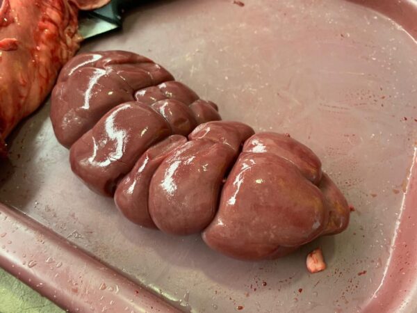 Daging Segar