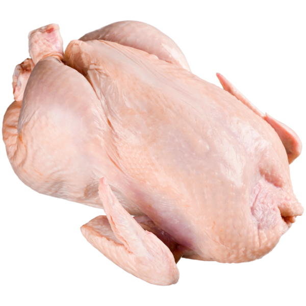 ayam murah